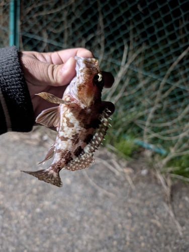 カサゴの釣果