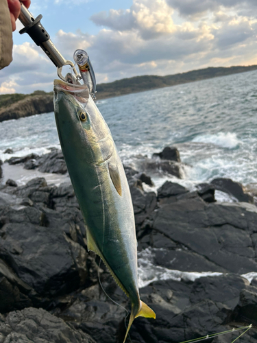 ヤズの釣果