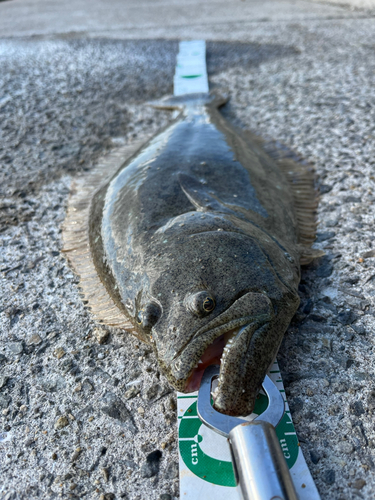 ヒラメの釣果