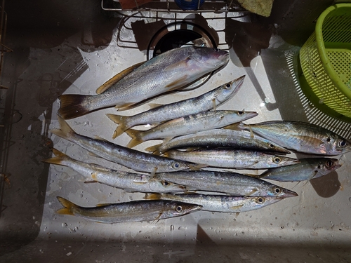 カマスの釣果