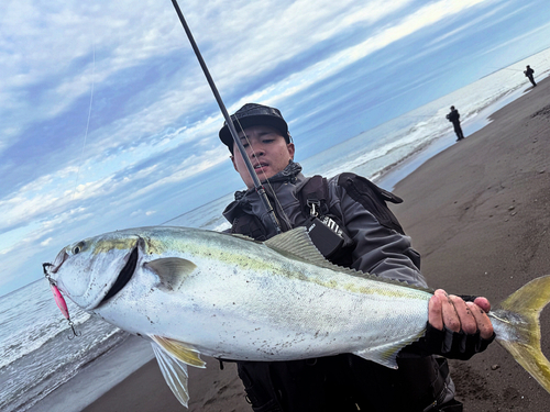 ブリの釣果