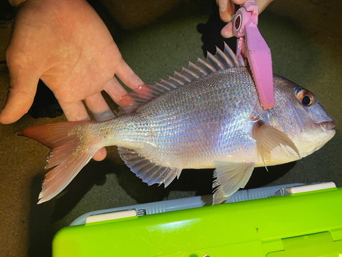 マダイの釣果