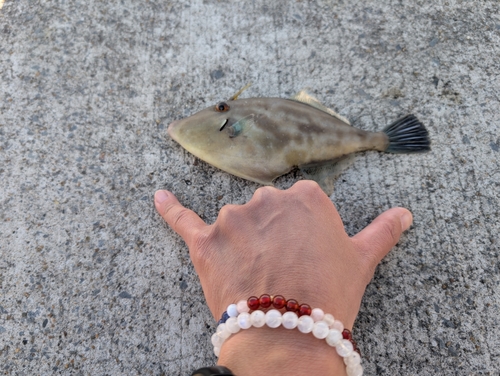 ウマヅラハギの釣果