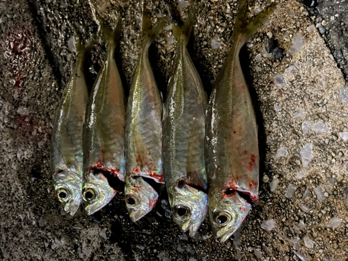 アジの釣果