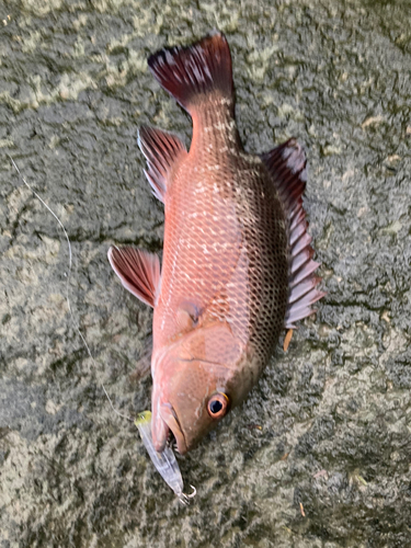 ゴマフエダイの釣果