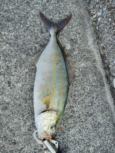 カンパチの釣果