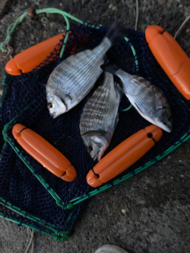 クロダイの釣果