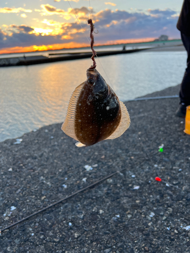 カレイの釣果