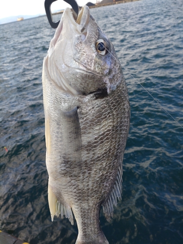 キビレの釣果