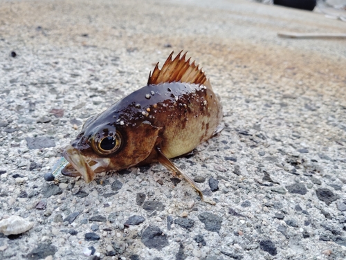 メバルの釣果