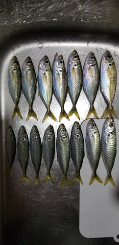 アジの釣果