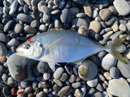 シマアジの釣果