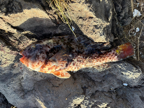 ブダイの釣果