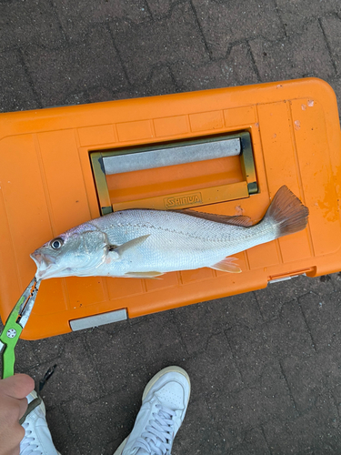 スズキの釣果