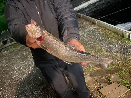 イワナの釣果