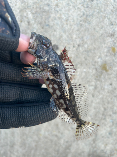 アナハゼの釣果