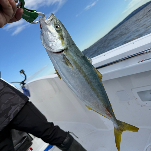 イナダの釣果