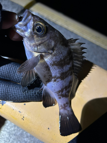 メバルの釣果