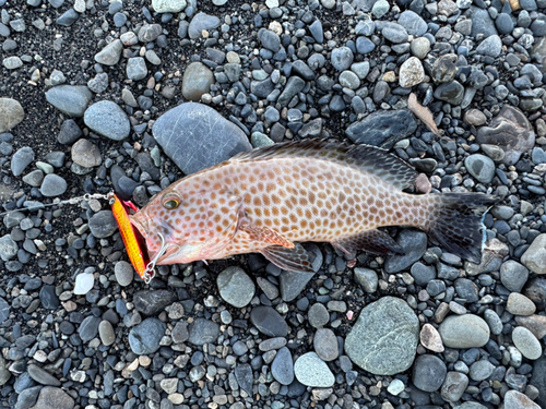 オオモンハタの釣果