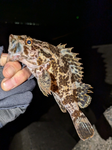 タケノコメバルの釣果