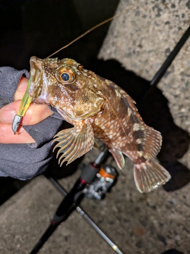 カサゴの釣果