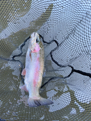 ホウライマスの釣果