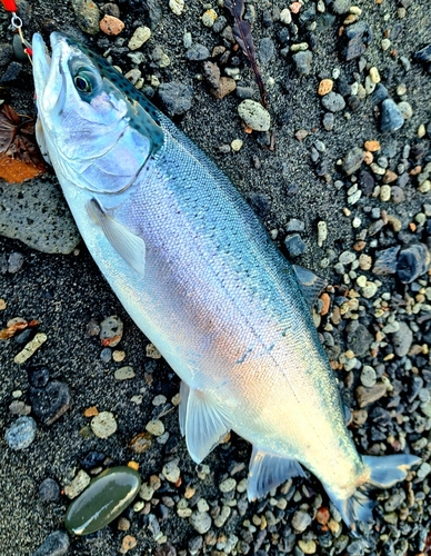 ニジマスの釣果