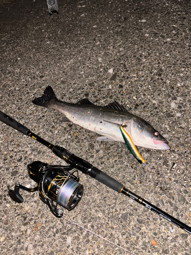 シーバスの釣果