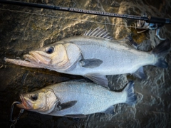 ヒラスズキの釣果