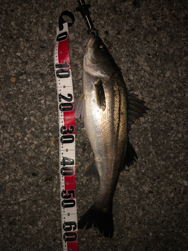 シーバスの釣果