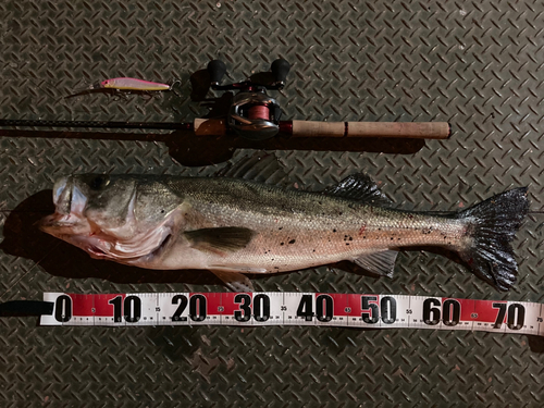 シーバスの釣果