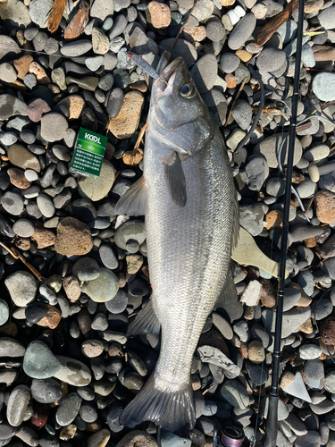 ヒラスズキの釣果