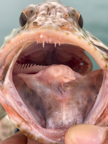 シロブチハタの釣果