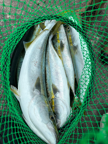 ハマチの釣果