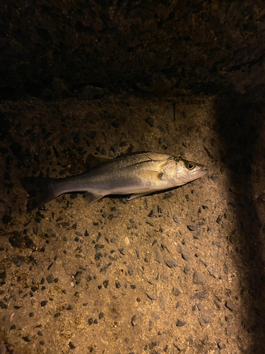 マリナタウン海浜公園