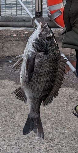 クロダイの釣果