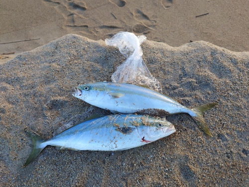 イナダの釣果