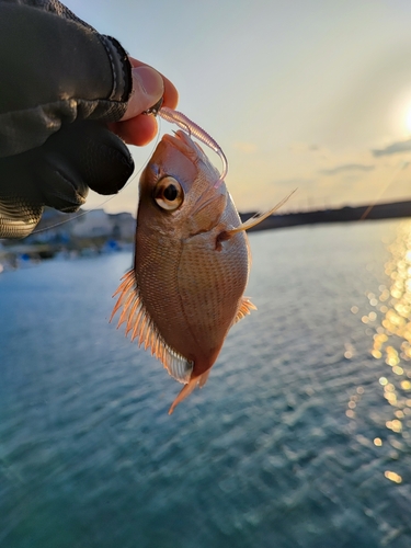 タイの釣果