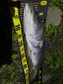 シーバスの釣果