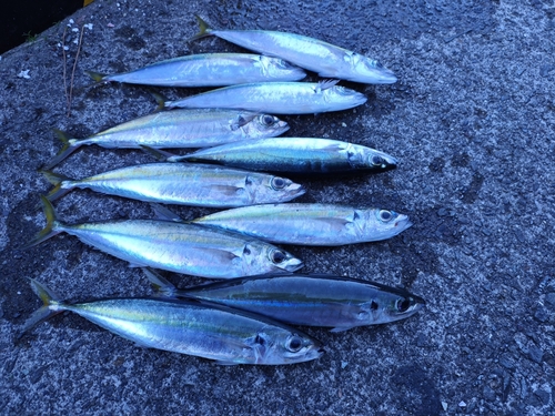 ムロアジの釣果