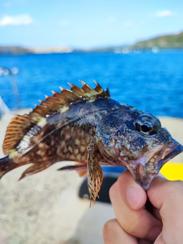 アラカブの釣果