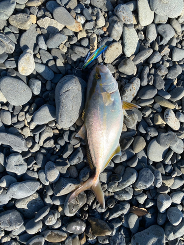 ショゴの釣果