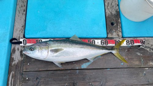 メジロの釣果