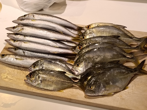 カマスの釣果