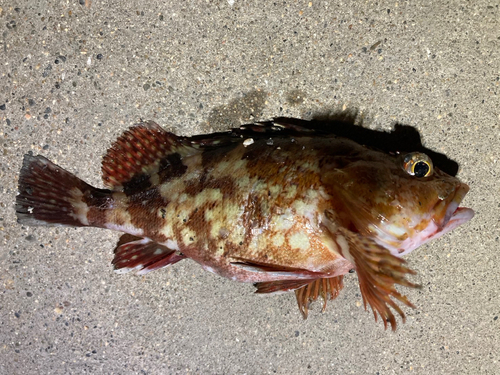 カサゴの釣果