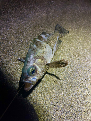 アオメバルの釣果