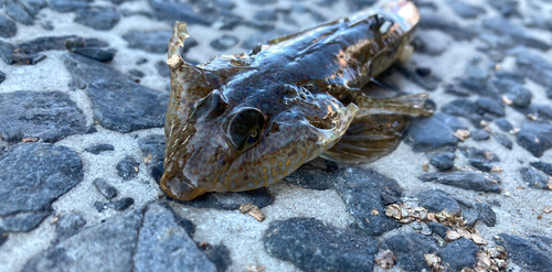 メゴチの釣果