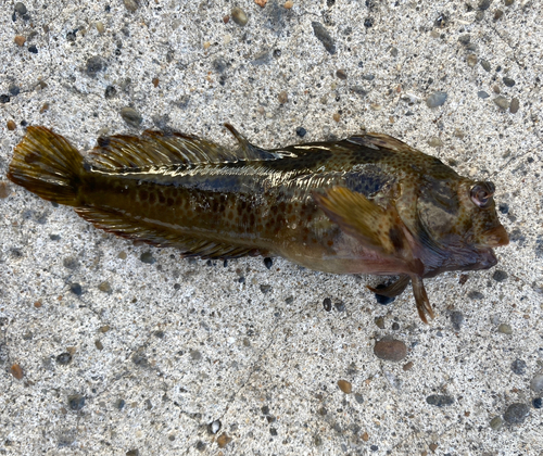 イソギンポの釣果