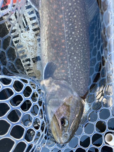 イワナの釣果