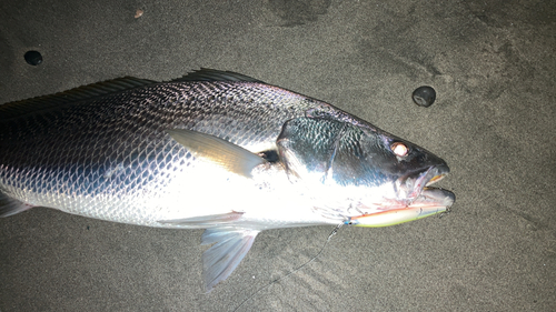 オオニベの釣果